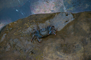 Carangejo na pedra verde de Machico na Ilha da Madeira no meio do atlântico