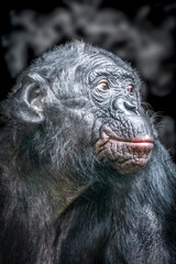 Close-Up of Bonobo's Contemplative Face with Detailed Features