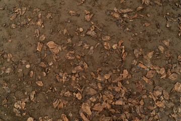 Sparse dry leaves scattered on the ground, viewed from above. Minimal natural texture ideal for VFX, design, or backgrounds. Captured in a rural setting in Mendoza, Argentina.