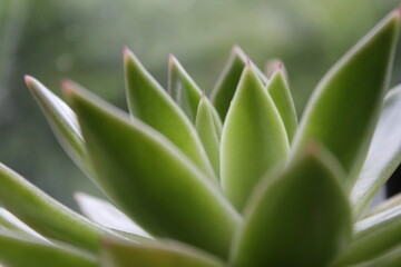 A macro succulent plant.