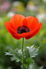 Single Flower in Focus with Blurred Background: Close-up of a vibrant flower with a soft-focus background, creating an elegant and natural image.