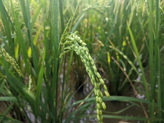rice is starting to turn yellow