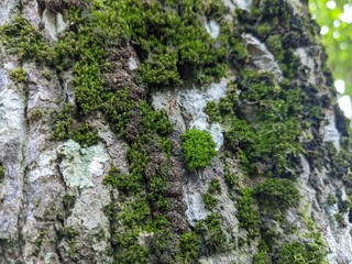green moss