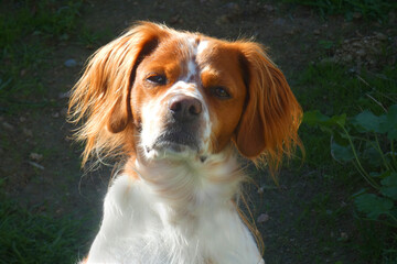 Spaniel breton