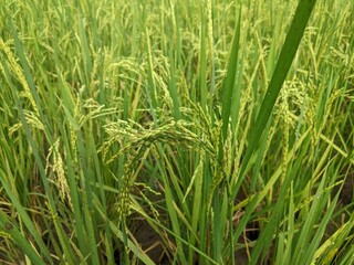 rice is starting to turn yellow