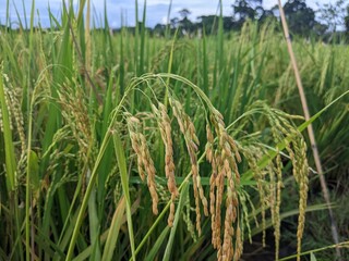 rice is starting to turn yellow