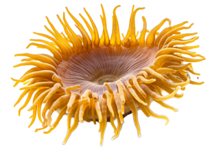a close up of an orange sea anemone