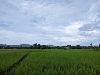 beautiful view of rice fields