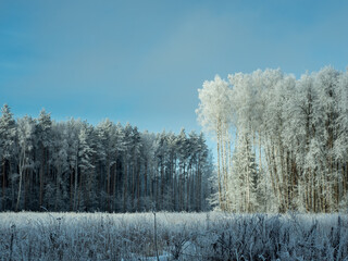 Frozen winter forest in Sunny day