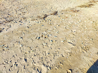 Footprints and shells scattered across a sandy beach on a sunny day near the ocean