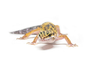Leopard gecko with vibrant colors posing on white background