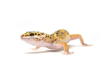 Leopard gecko with vibrant colors posing on white background