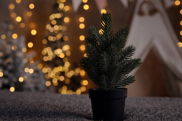 Small green tree in a black pot on a New Year's bokeh photo. Close-up. Copyspace