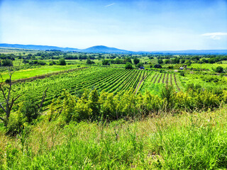 Fototapeta premium Lush green vineyards under a bright blue sky in a scenic countryside landscape during the day