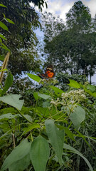 butterfly in green forest 