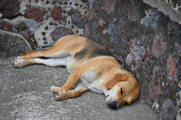 Small dog lying at the pyramids in Teotihuacan