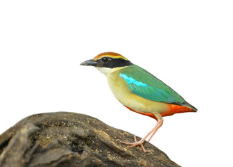 Fairy Pitta on stump isolated on white background. This has clipping path.