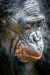 Detailed Close-Up of Monky's Face with Textured Features