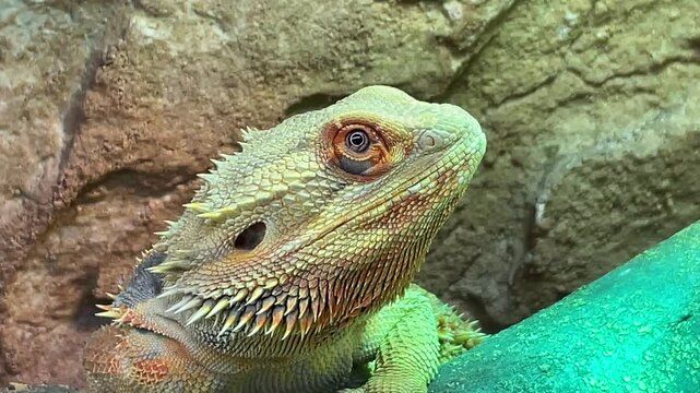 Eine m&auml;nnliche Bartagame im Terarium.