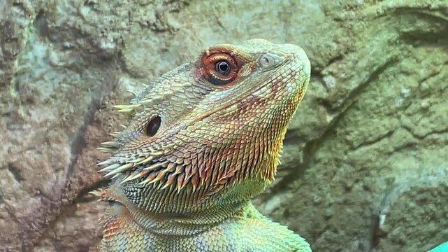 Eine m&auml;nnliche Bartagame im Terarium.