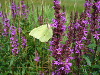 Butterfly Common brimstone, Gonepteryx rhamni on pink flowers Fireweed, Rosebay willowherb, Chamaenerion angustifolium in green meadow - close-up. Topics: beauty of nature, blooming, flowering