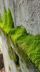 Lush green moss thrives along a weathered stone wall this afternoon