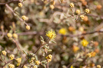 Flor amarilla silvestre