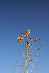 tree and sky