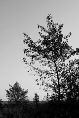 silhouette of tree in black and white