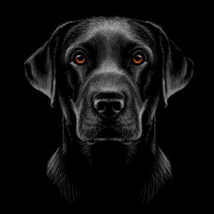 A Labrador retriever. A graphic portrait of a black Labrador retriever on a black background.