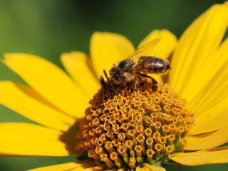 Pszczoła miodna (Apis mellifera) na kwiatku w ogrodzie