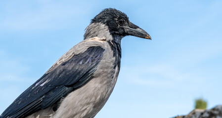 Hooded crow (Corvus cornix), a bird common to Europe and the Middle East