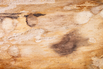 Hardwood bark inside view, soft focus close up detailed texture