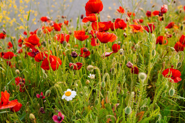 Fototapeta premium Detailed view of red poppies with flower buds and green foliage in a natural outdoor setting
