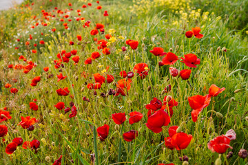 Wide view of a field filled with blooming red poppies surrounded by green grass and wildflowers on a sunny day