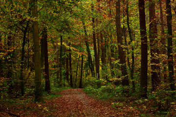 Ein von Laub bedeckter Weg führt in einen schönen herbstlichen und bunten Wald.