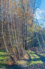 polna droga prowadząca do jesiennego lasu © piotr