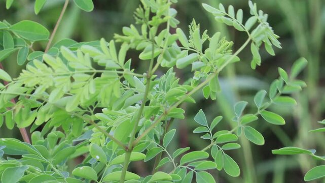 drumstick seeds and pods Has the effect of lowering blood pressure. or drumstick leaves wind blowing in India. Big Moringa, Oleifera tree, drumstick tree, miracle tree growing on village farm garden