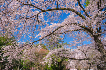 宮城県仙台市 桜が満開の榴岡公園