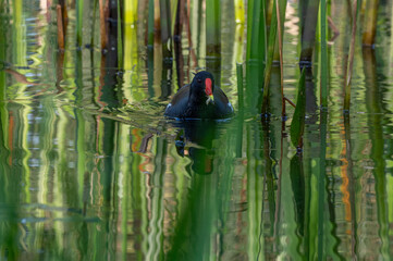 Kokoszka zwyczajna, kokoszka wodna, kurka wodna (Gallinula chloropus) płynie na tle trzcin zielonych © Henryk Niestrój