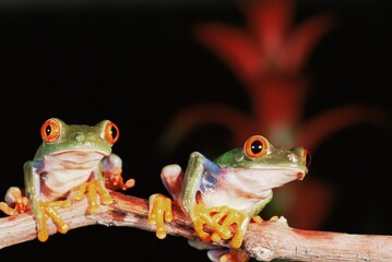 Naklejka premium Red eyed tree frogs wildlife rare frogs toads