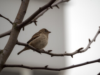 sparrow on a tree branch with buds