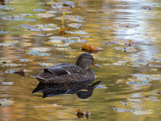 duck in water with fallen autumn leaves