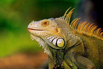 lizard, portrait of a lizard's head and eyes, close-up,green iguana,exotic reptile