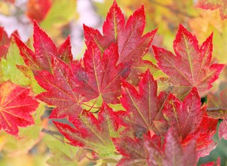 Vine maple leaves maple leaves autumn red leaves for herbarium