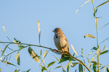 Potrzeszcz (Emberiza calandra) – gatunek małego ptaka z rodziny trznadli (Emberizidae).