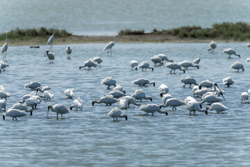 Black-faced spoonbills searching for fish in the water