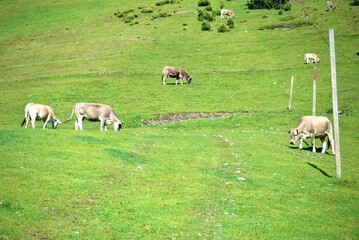 White and beige cows eating and grazing on the meadow