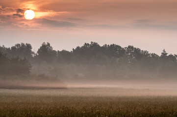 mgły nad polami i łąkami pod lasem wcześnie rano © Henryk Niestrój