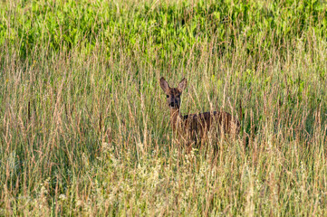 młoda sarna schowana w wysokiej trawie © Henryk Niestrój